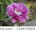 A large flower...what kind of flower is it? 130474808