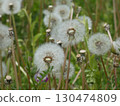 The moment the fluff of a dandelion takes flight 130474809