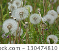 fluffy dandelion fluff 130474810