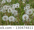 Fluffy dandelions 130474811