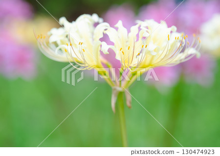 White spider lilies wrapped in soft light White spider lilies wrapped in soft light 130474923