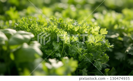 Fresh cilantro and basil herbs growing in sunlight Fresh cilantro and basil herbs growing in sunlight 130474935