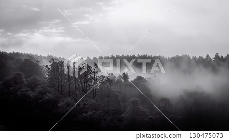 photo of a forest in a fog with a cloudy background black and white, great for back 130475073