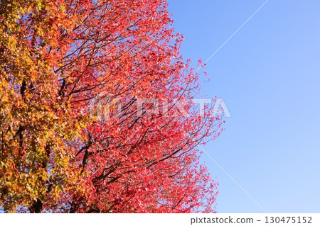 Blue skies and bright red autumn leaves 130475152