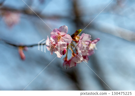 開始開花的河津櫻花 130475225
