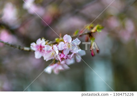 Kawazu cherry tree which began to bloom Kawazu cherry tree which began to bloom 130475226