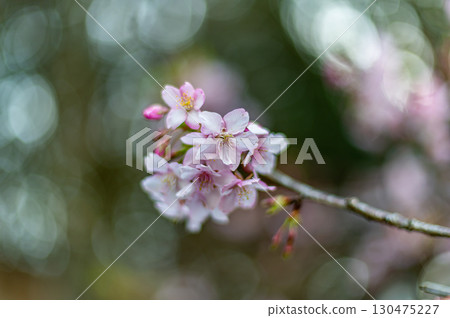 開始開花的河津櫻花 130475227