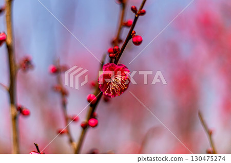 Red plum flowers that have begun to bloom Red plum flowers that have begun to bloom 130475274