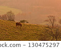 Horses on the plateau at sunset 130475297