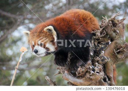 Snowy Raccoon Snowy Raccoon 130476018