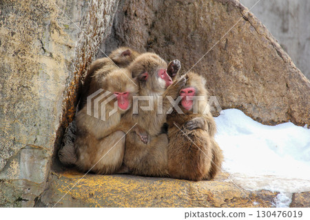 Grooming monkey Grooming monkey 130476019