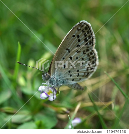 A butterfly sucking nectar from a lycaenid flower 130476138