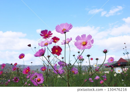 Cosmos field 6438 130476216