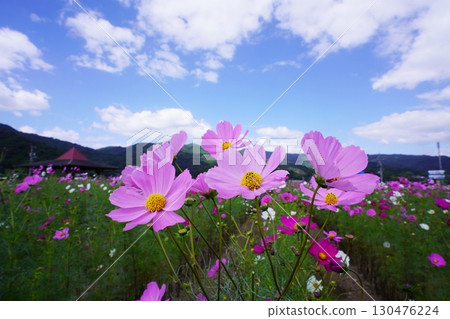 Cosmos field 5997 130476224