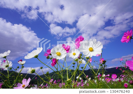 Cosmos field 6052 130476240