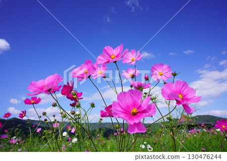 Cosmos field 6070 130476244