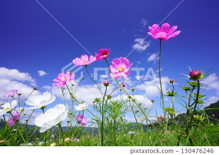 Cosmos field 6084 Cosmos field 6084 130476246