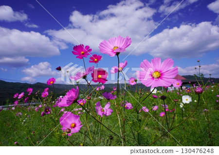 Cosmos field 6094 130476248