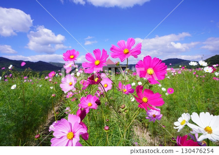 Cosmos field 6132 130476254