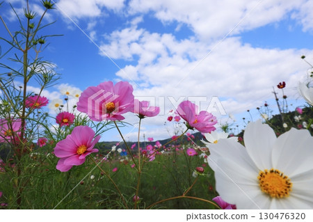 Cosmos field 6344 Cosmos field 6344 130476320