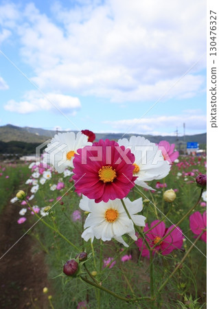 Cosmos field 6356 Cosmos field 6356 130476327