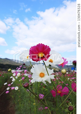 Cosmos field 6357 Cosmos field 6357 130476328
