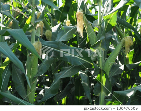 Corn growing in the field 130476509