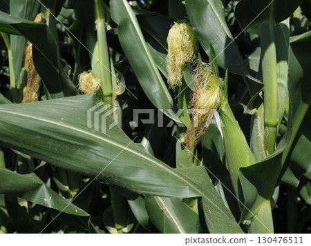 Corn beard 130476511