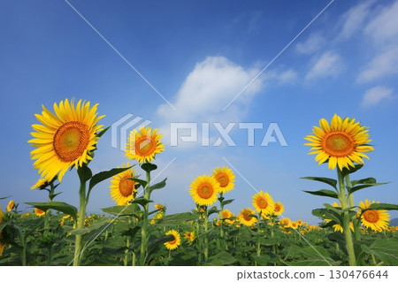 Sunflower field 3965 130476644