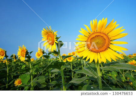 Sunflower Field 65 130476653