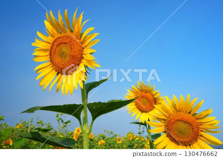 向日葵田 85 130476662