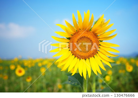 Sunflower Field 97 130476666