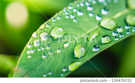 Closeup drops of dew in morning glow sunshine. Beautiful green leaf, nature background textu 130476722