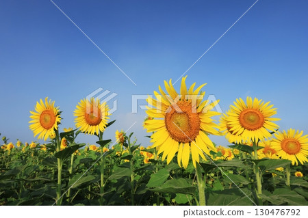 向日葵田 3910 130476792