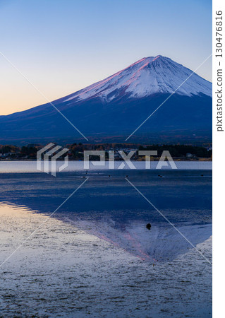[Mt. Fuji material] Mt. Fuji seen from Lake Kawaguchi on a winter morning [Yamanashi Prefecture] 130476816