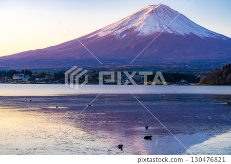[富士山資料]冬天的早晨從河口湖看到的富士山[山梨縣] 130476821
