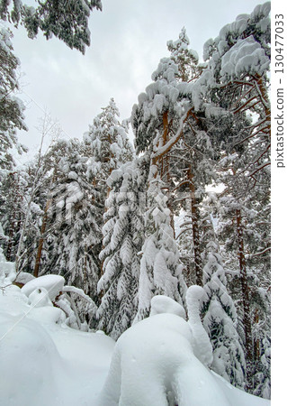 Snow-covered pine trees framing a winter mountain village scene below. Snow-covered pine trees framing a winter mountain village scene below. 130477033