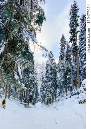 Snow-covered pine forest with mountain view and lone hiker in winter landscape. Snow-covered pine forest with mountain view and lone hiker in winter landscape. 130477034