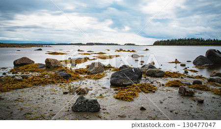 Rocky beach with seaweed in the White Sea at low tide against the background of cloudy sky. Rocky beach with seaweed in the White Sea at low tide against the background of cloudy sky. 130477047