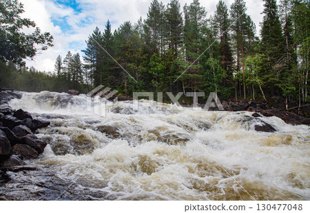 Wild river rapids surging through rocky terrain, surrounded by dense pine forest  130477048