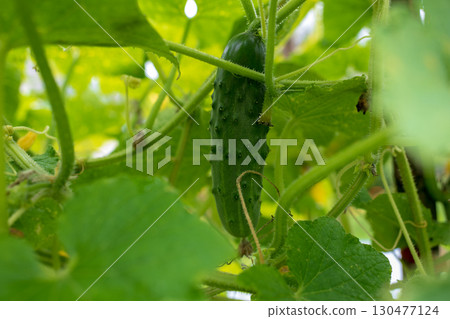 Healthy cucumber growing on a vine in a garden during the summer season 130477124