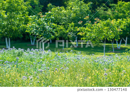 Blooming wildflowers in a lush green field surrounded by trees during a sunny afternoon Blooming wildflowers in a lush green field surrounded by trees during a sunny afternoon 130477148