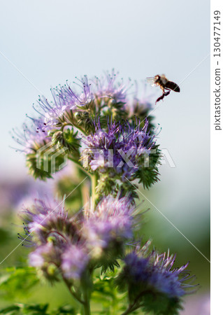 Bees pollinating purple flowers in a lush garden during a sunny afternoon in spring Bees pollinating purple flowers in a lush garden during a sunny afternoon in spring 130477149