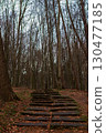 Staircase leads through trees in a serene forest during early evening hours 130477185