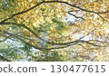 多彩的楓樹 多彩的楓樹 130477615