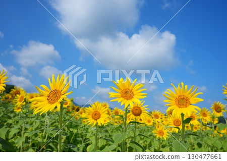 向日葵田27 130477661