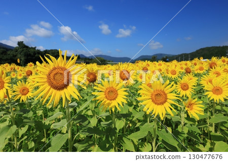 Sunflower field 3834 130477676