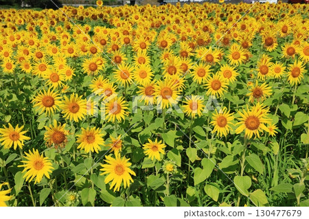 Sunflower Field 3837 Sunflower Field 3837 130477679
