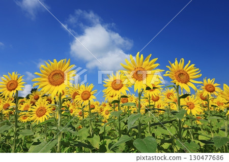 Sunflower Field 3851 130477686