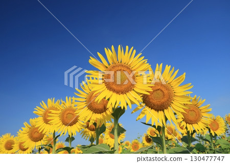 向日葵3624 130477747